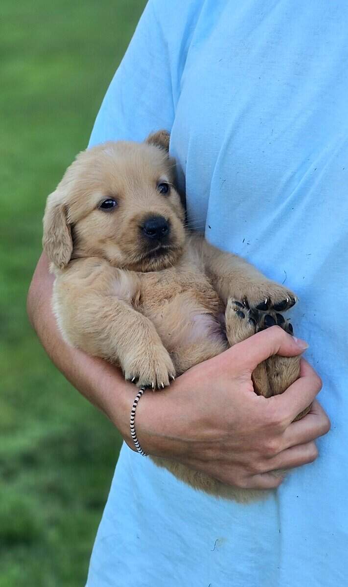 Puppy Girl image 1