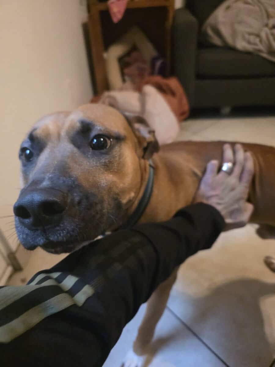 Need a home for Zeus image 1