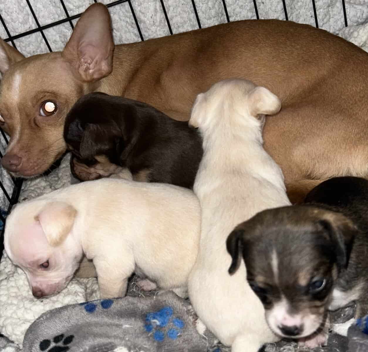 Deer Head Chihuahuas image 4