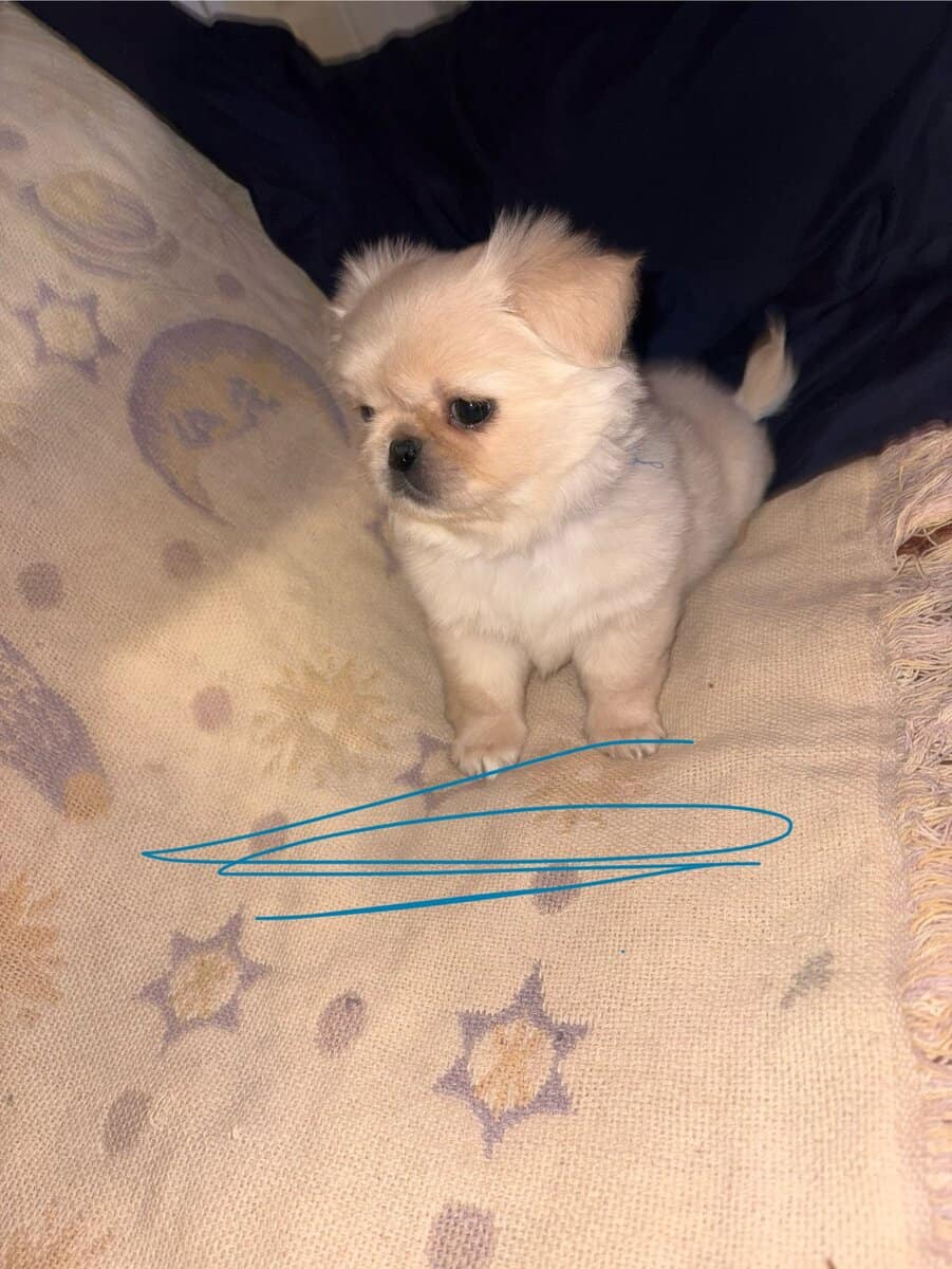 Pekingese puppies image 2