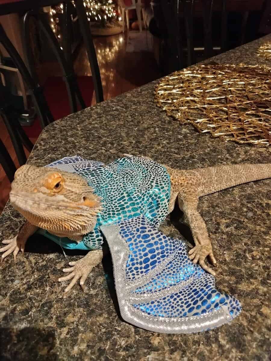 Bearded Dragon, and accessories image 2