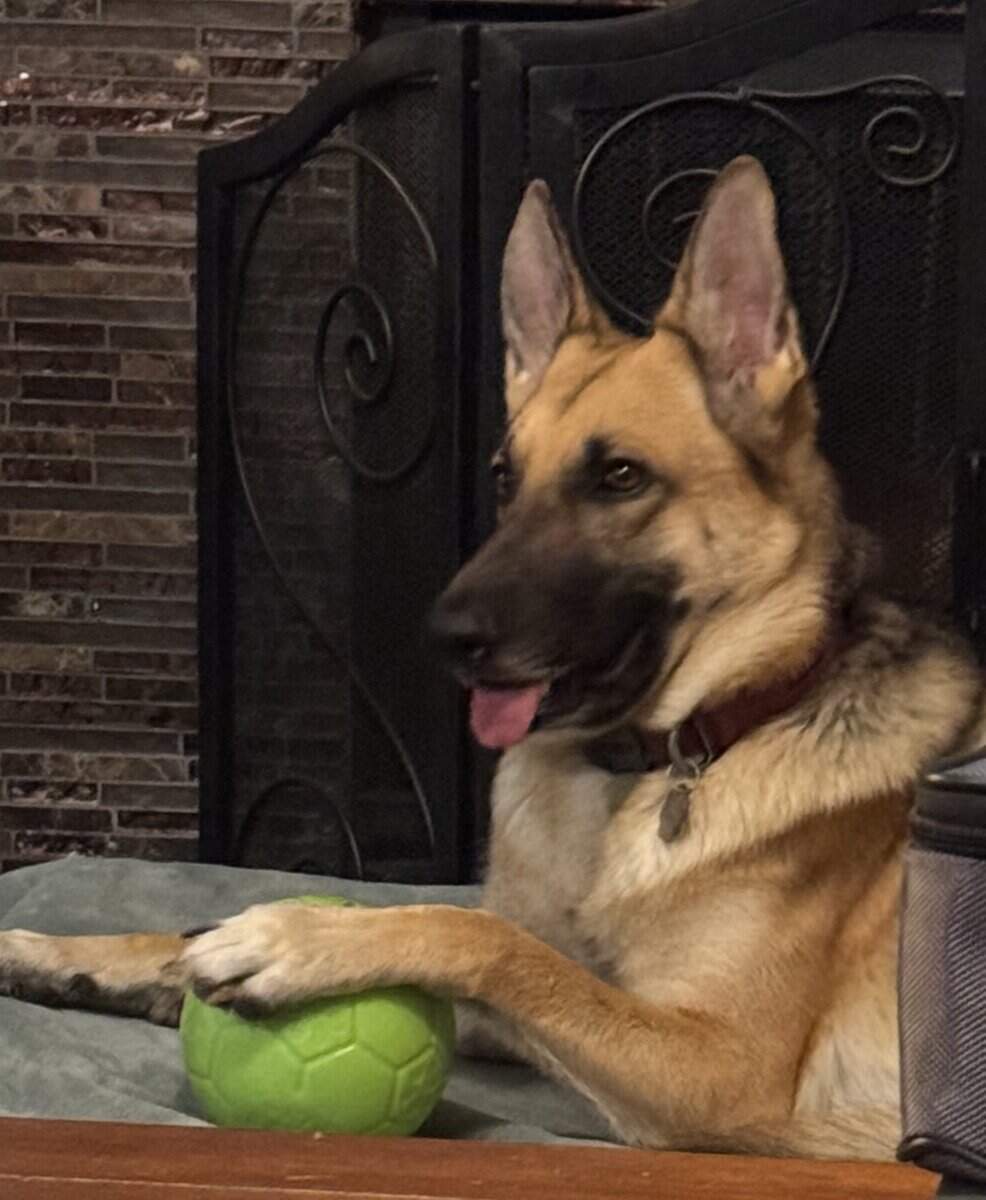 German Shepherd Dog Female image 1