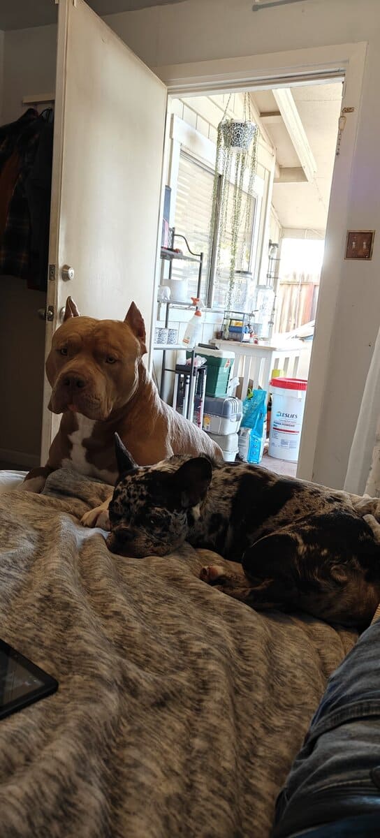 Levitt bulldogge / French bulldog hybrids image 3