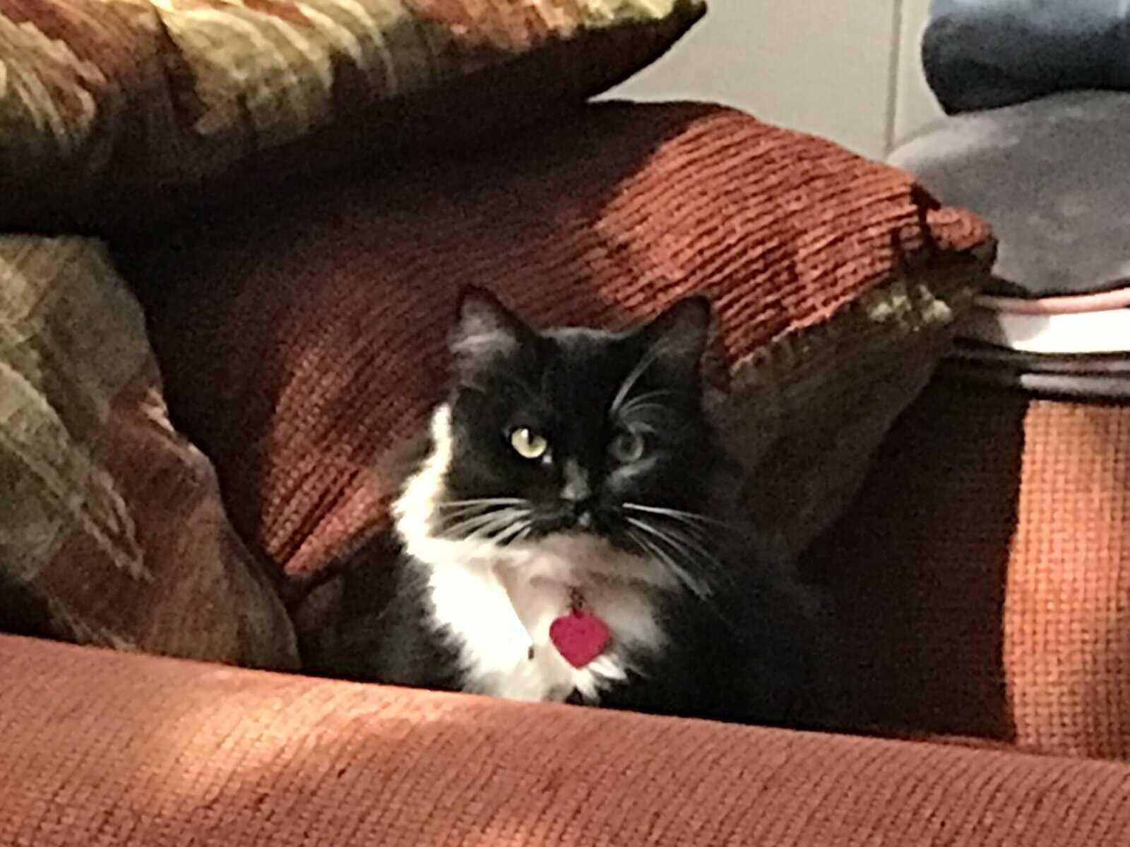 Sweet, Lazy Female Cat Needs a Home image 16