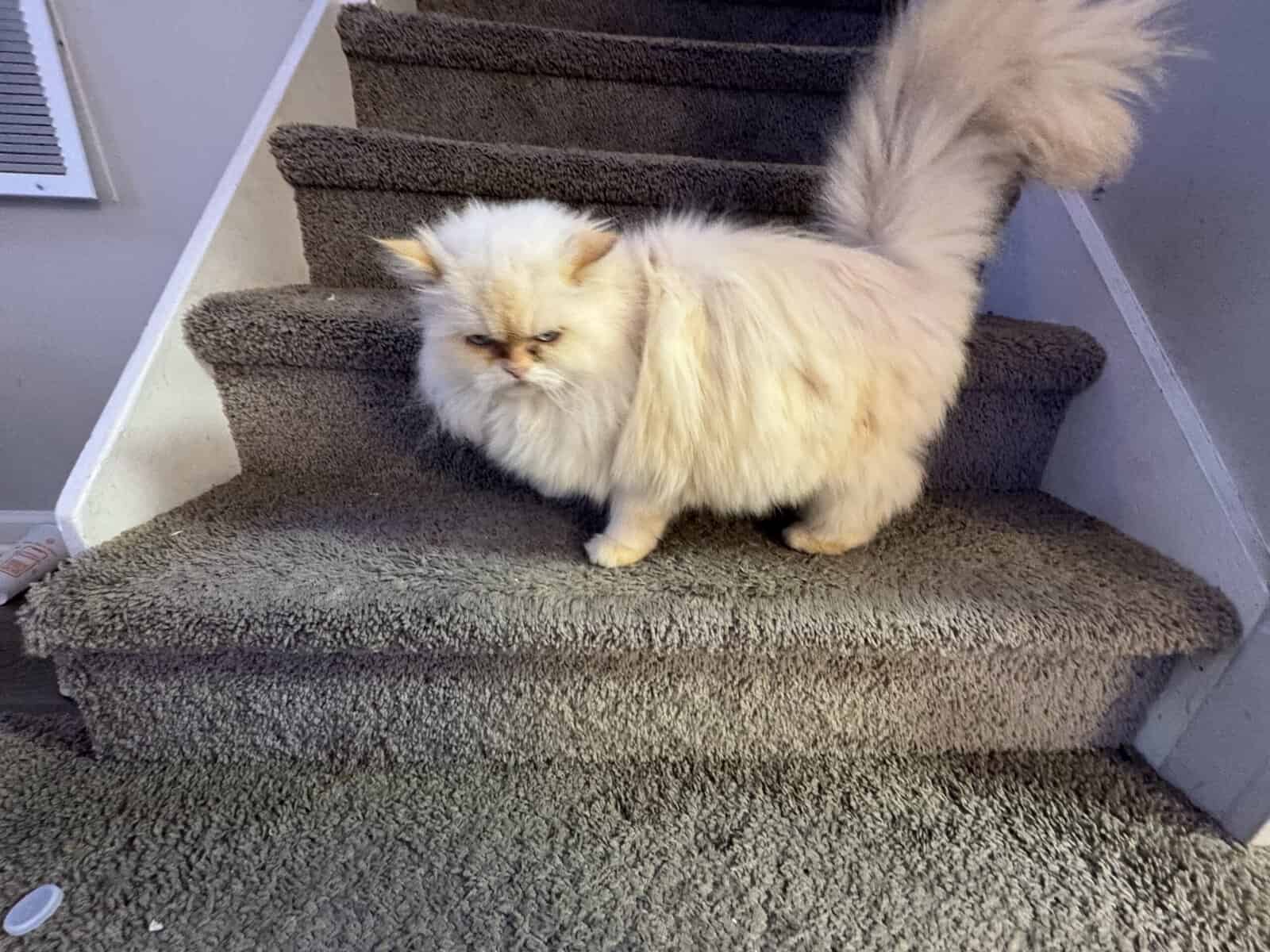 White male Persian image 3