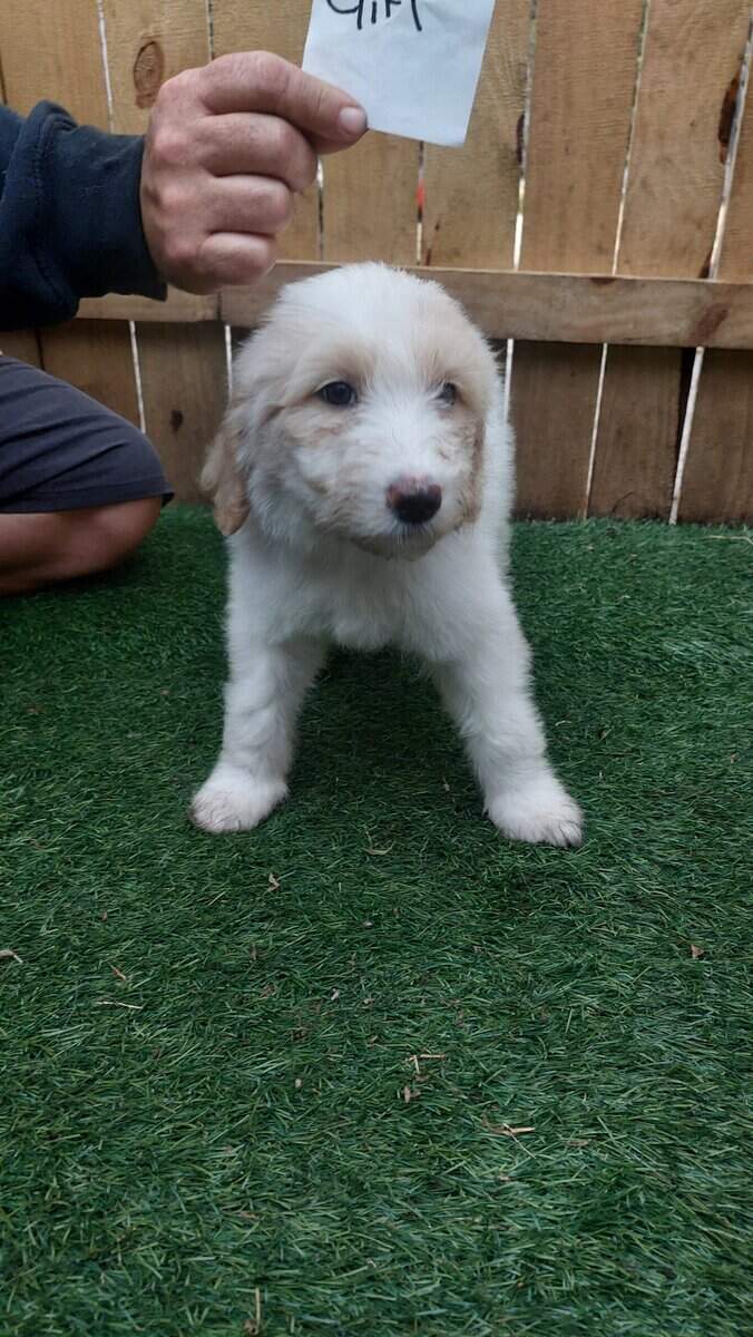Pyradoodle Puppies image 4