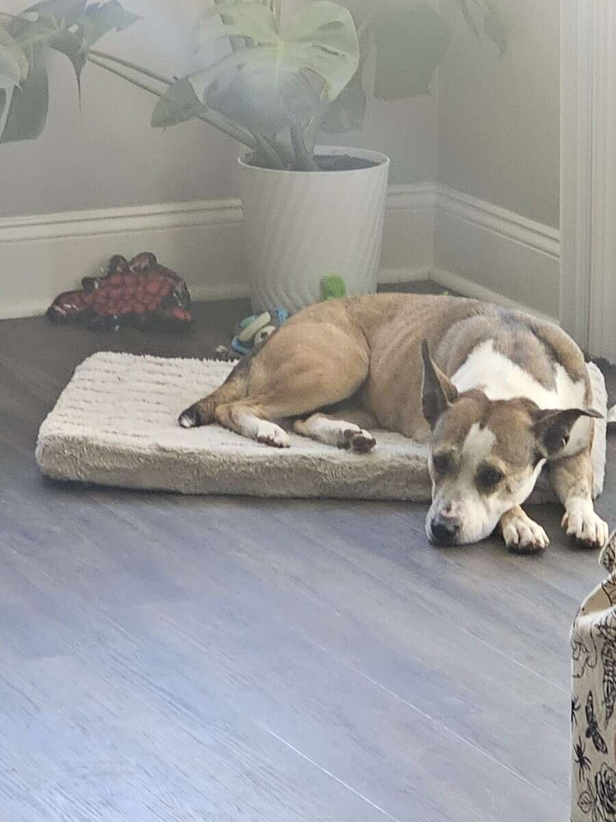 Emergency Rehome image 1