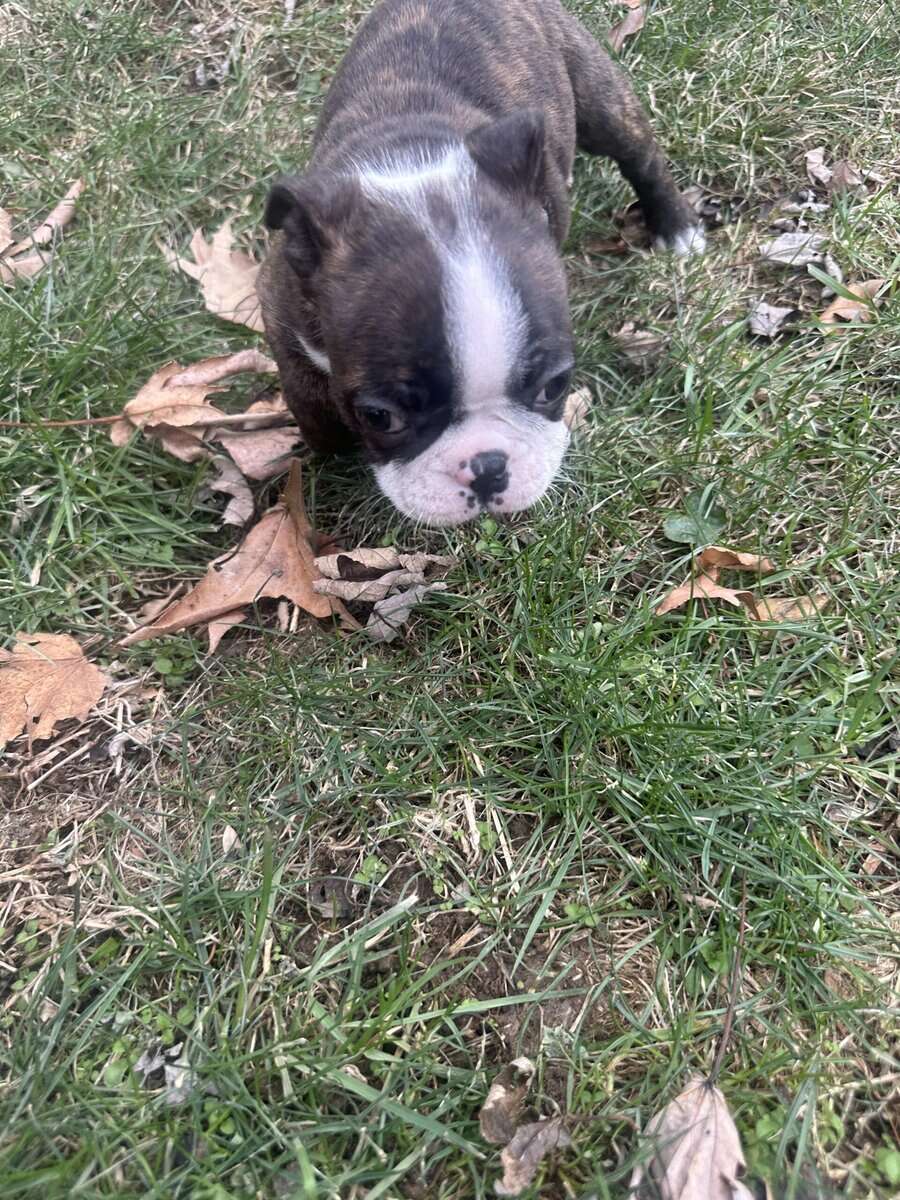 Boston terrier pups image 8