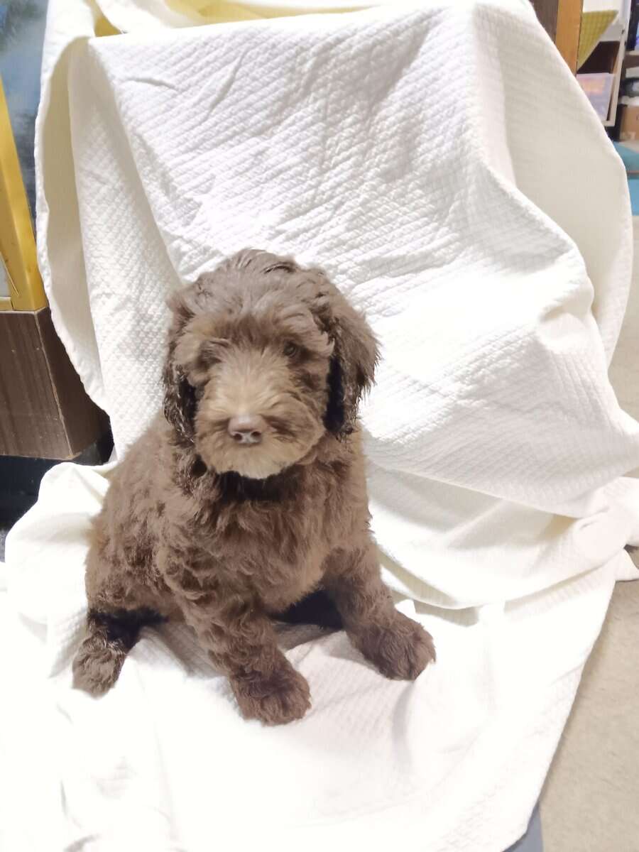 Chocolate brown standard labradoodle puppies image 2