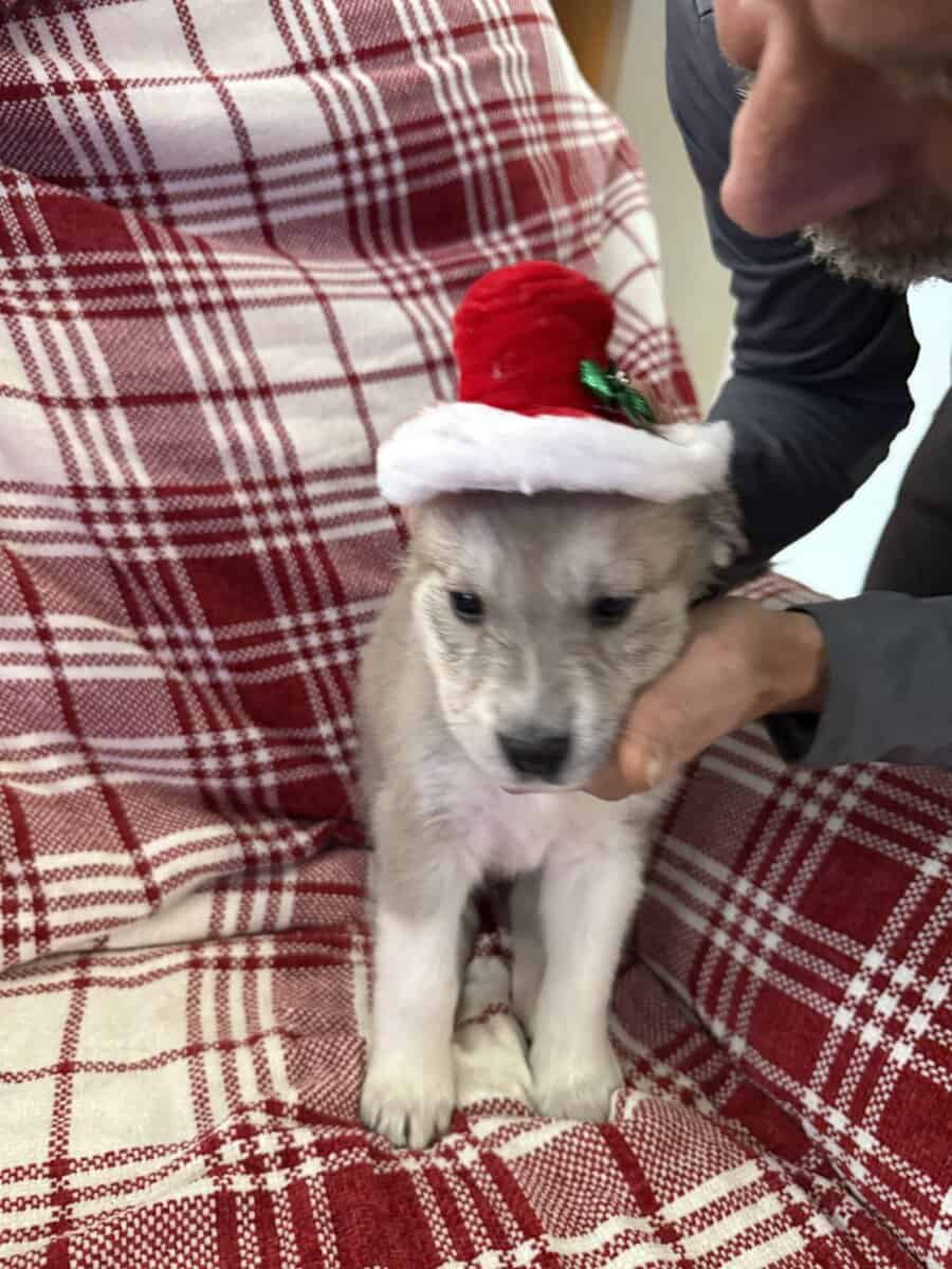 German Shepherd/Great Pyrenees image 4