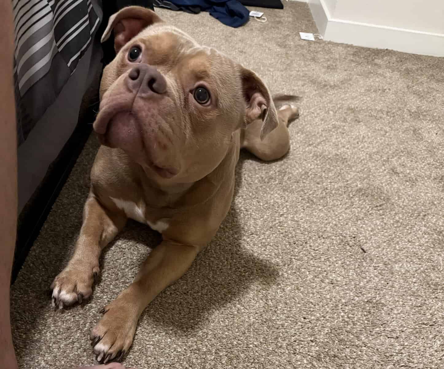 Lovable Pocket Bully image 1