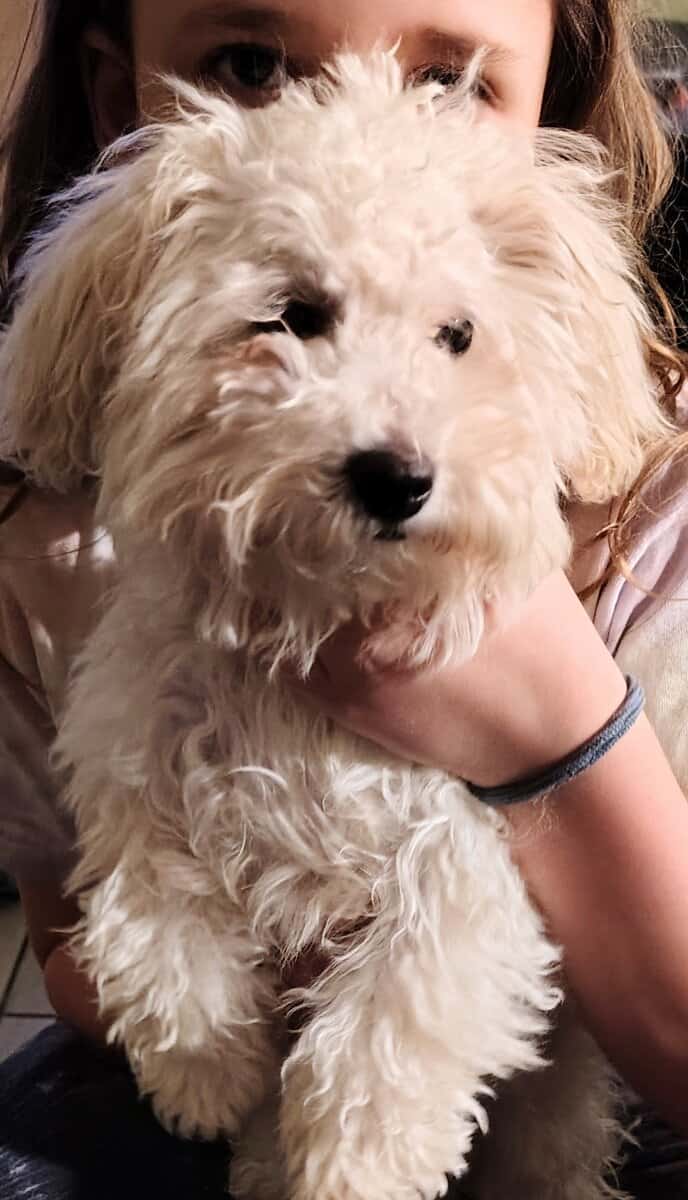 Mini poodle image 8