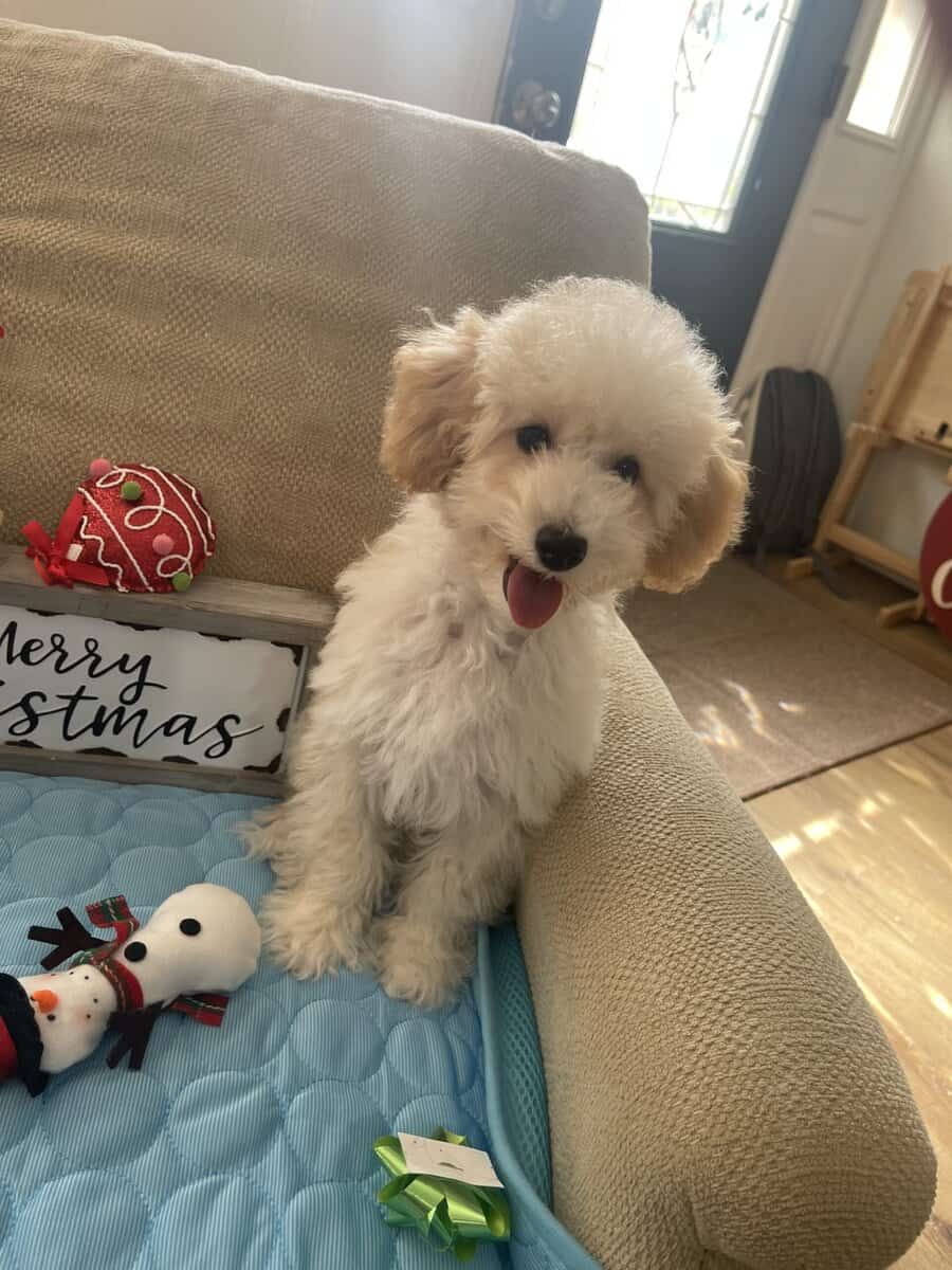 Miniature Poodle image 4