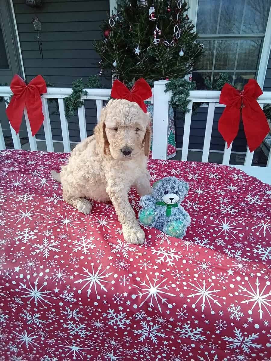 Goldendoodle puppies just ready image 1