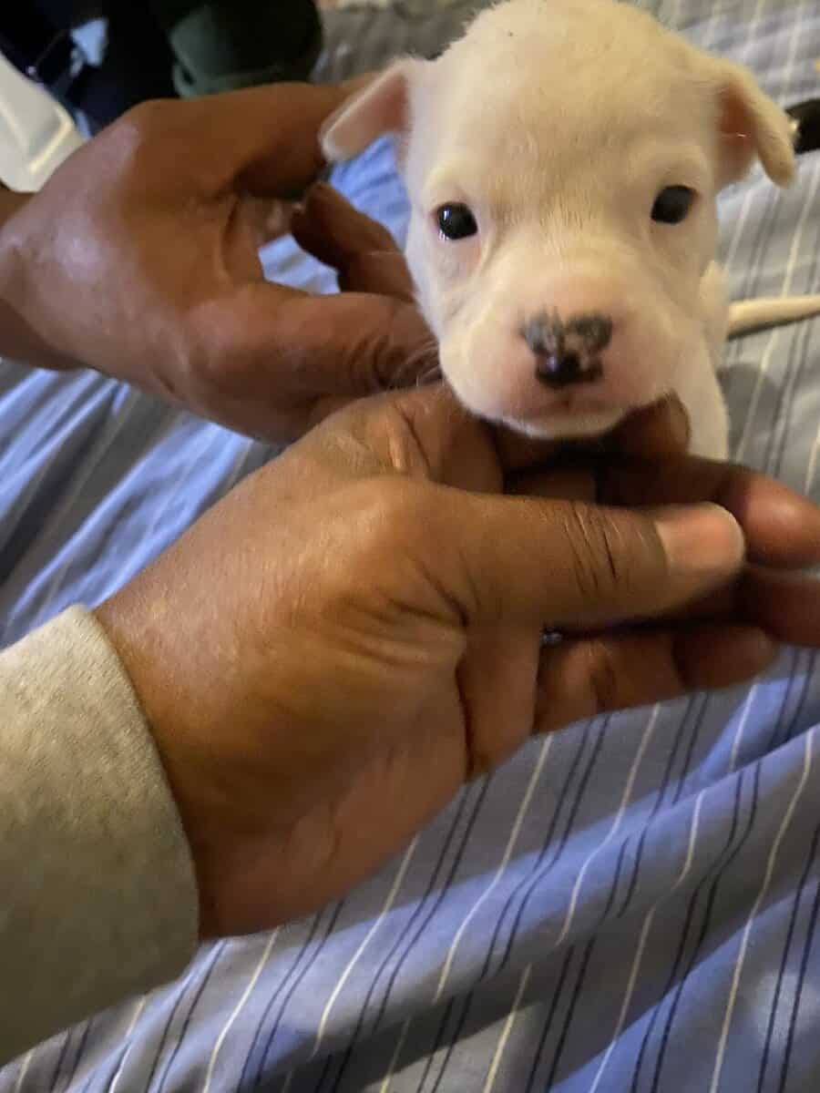 Bully mix image 3