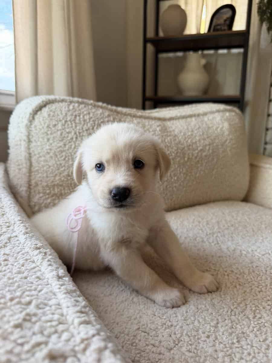 Purebred Golden Retriever Puppies For Sale! image 6