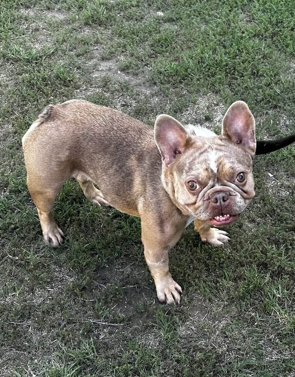 Female French bulldog Frenchie image 1