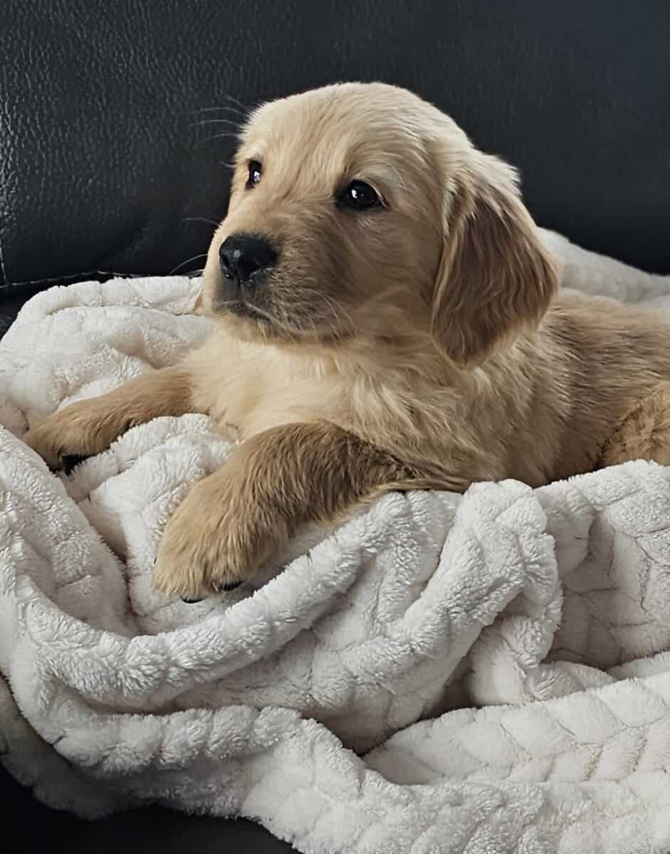 Golden Retriever puppy – boy #2 (red collar) image 3
