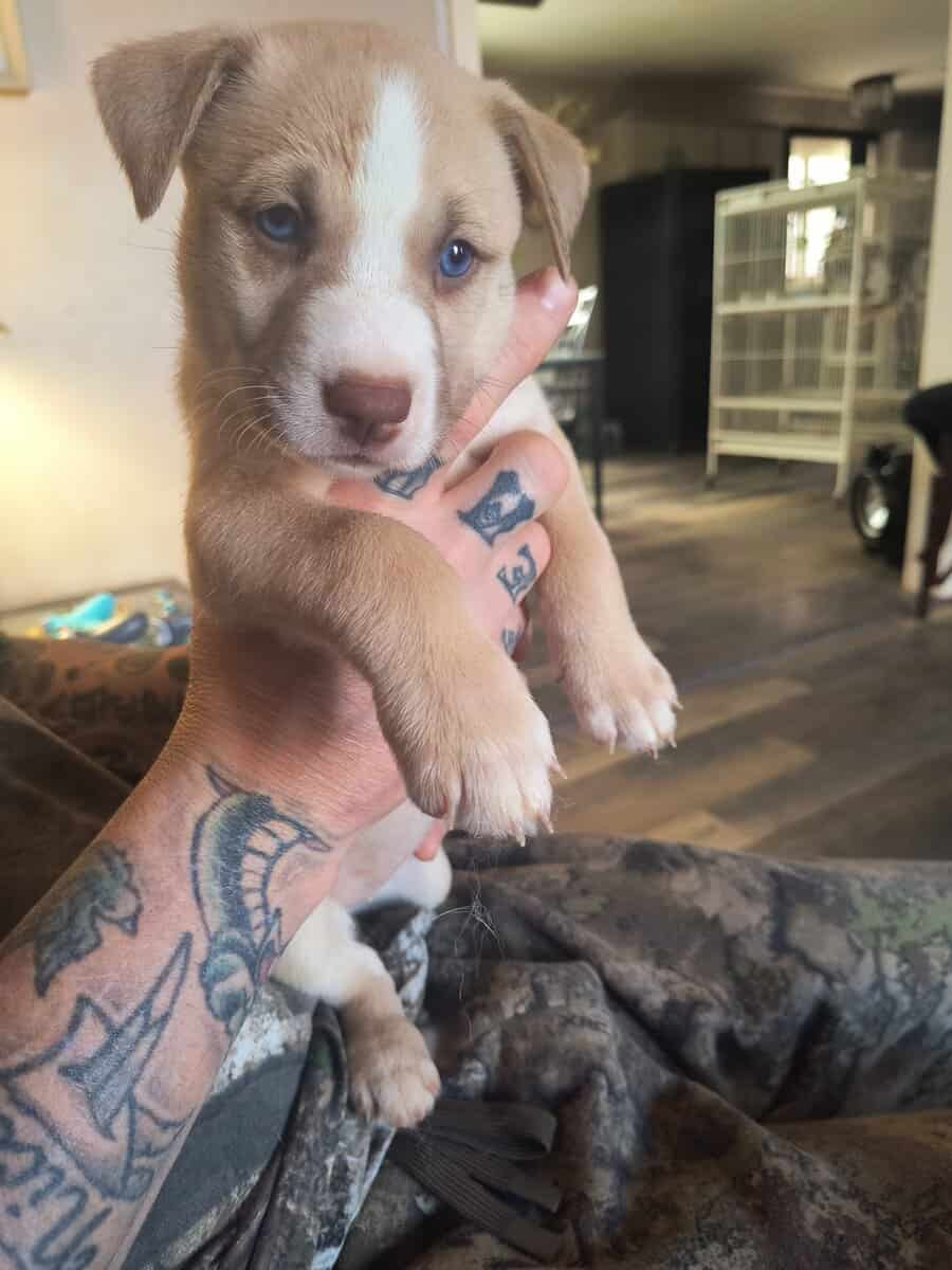 Pitsky puppies image 3