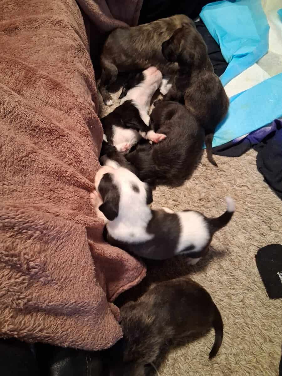 PITOODLE PUPPIES image 2