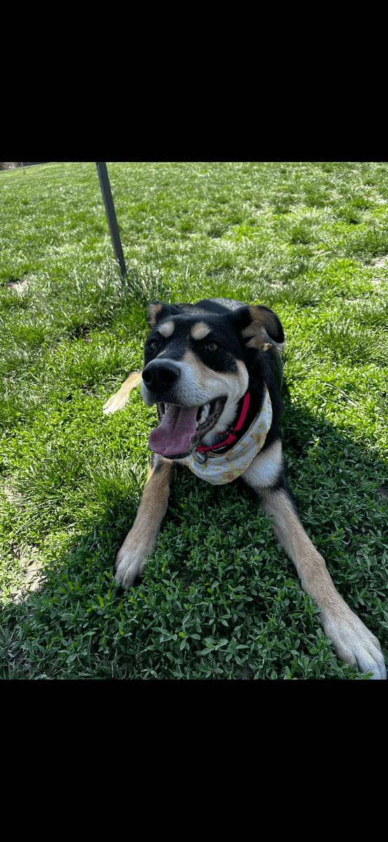 Free dog needs new home Husky/Rottweiler puppy image 3