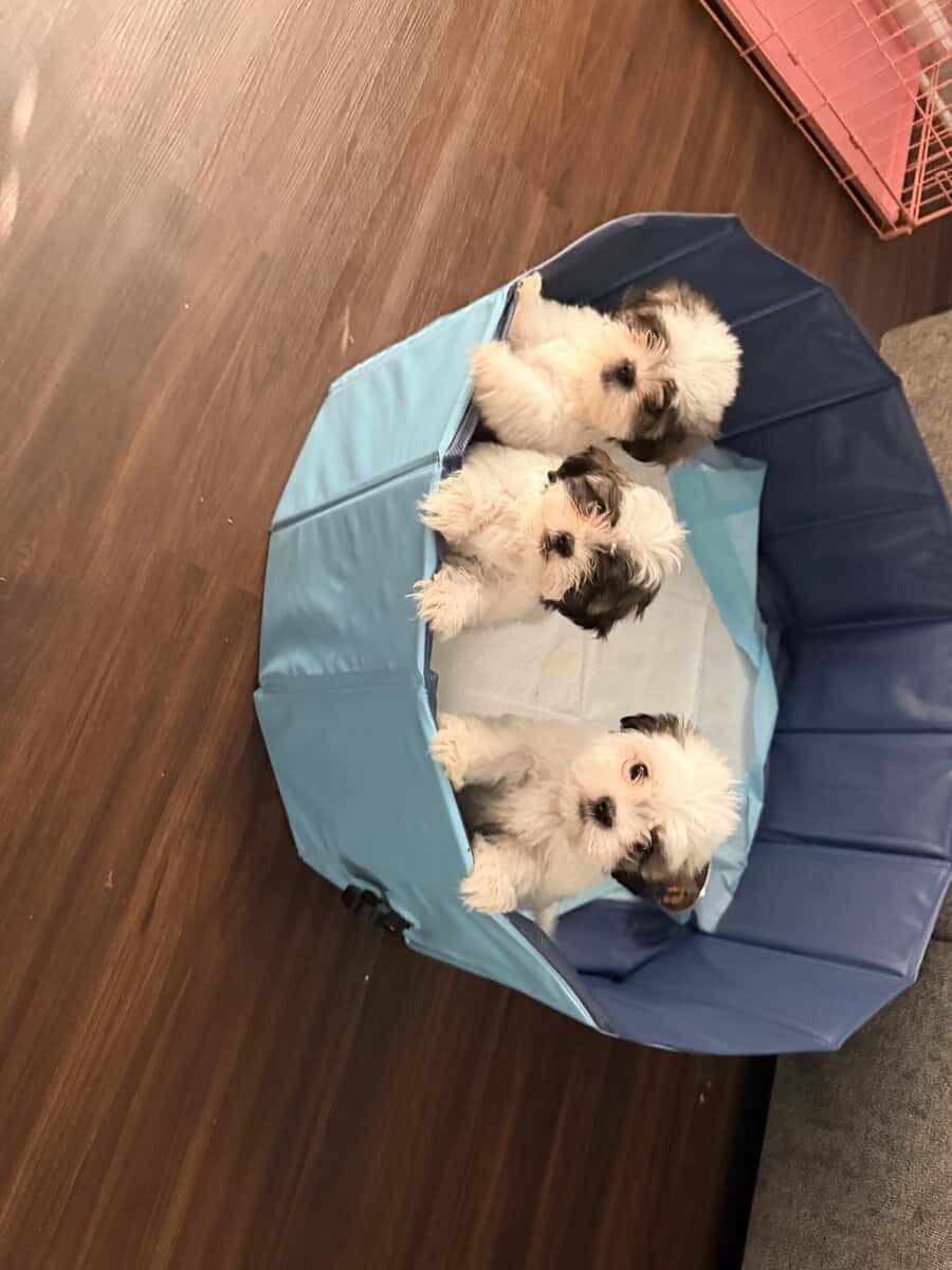 Shih Tzus image 5