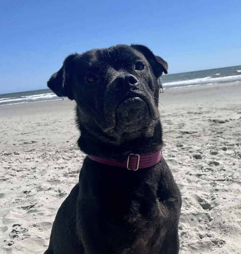 Adopt Onyx image 1