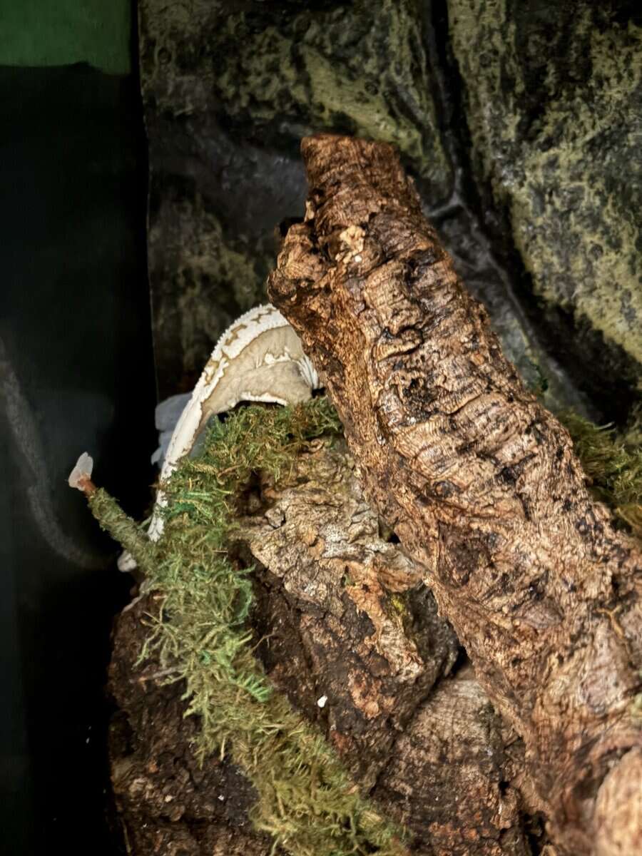 Crested Gecko + Terrarium and Supplies image 2