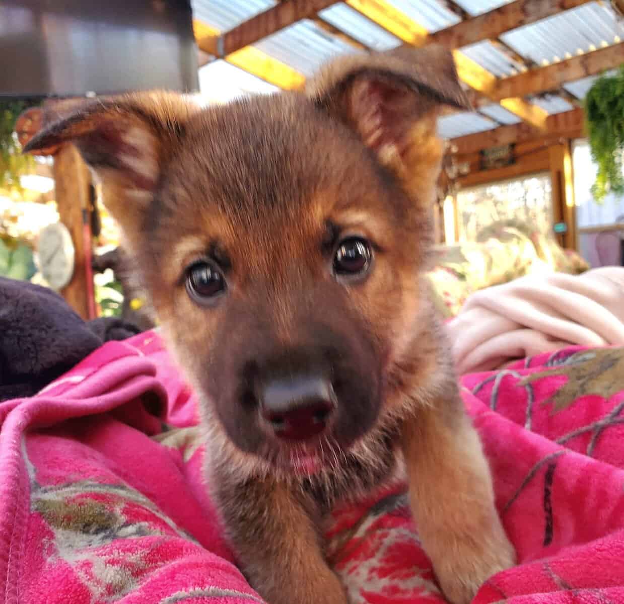 German shepherd puppies image 5