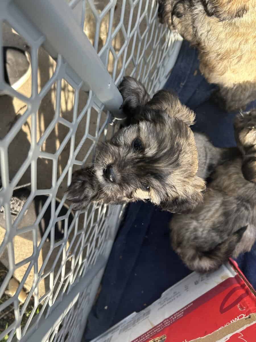 MalShi Puppies ready to go! image 1