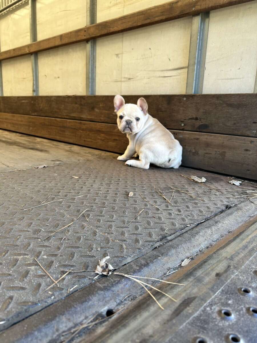 French bull dog image 1