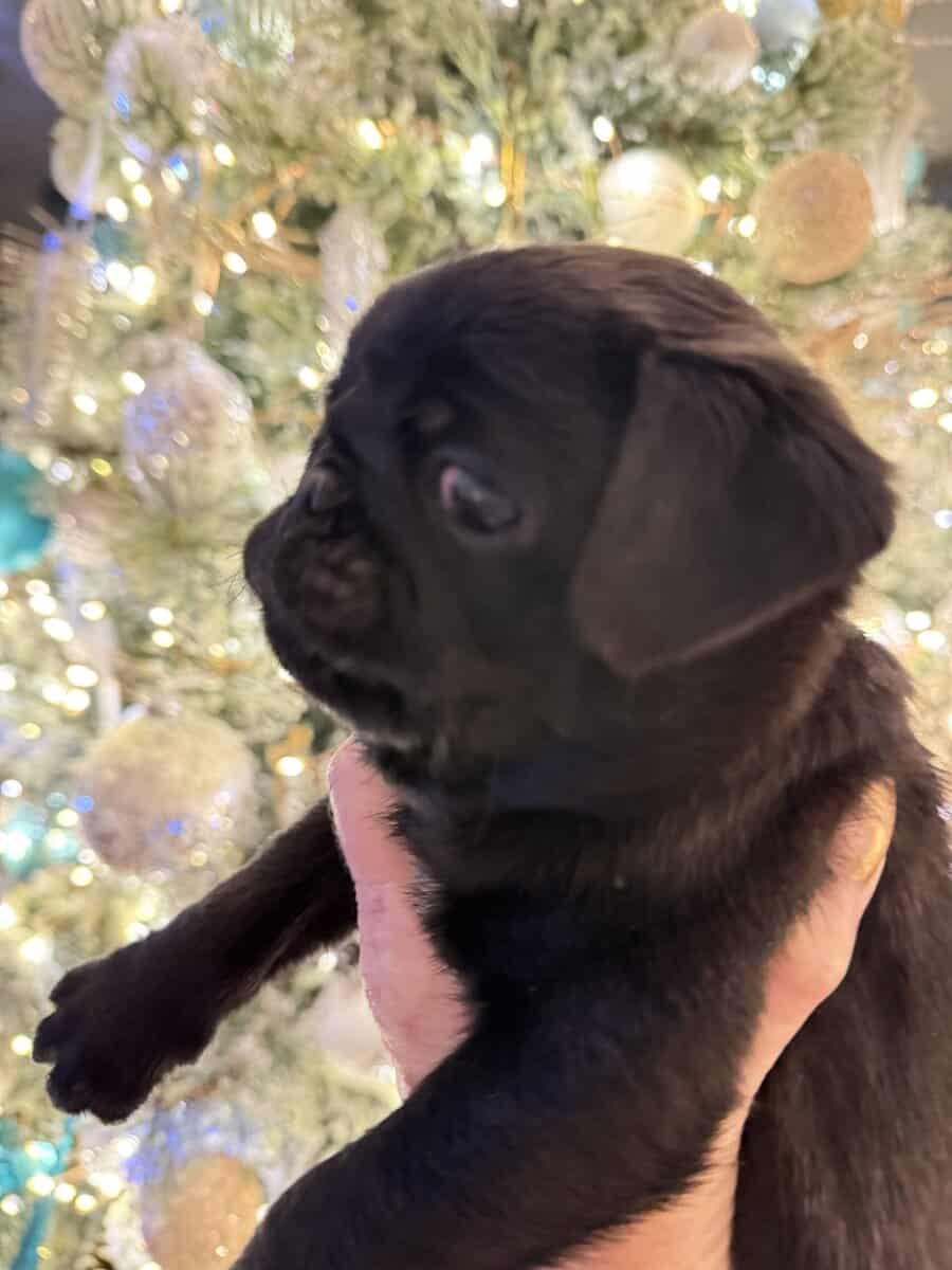 BLACK FEMALE PUG PUPPIES NEAR BOSTON image 5