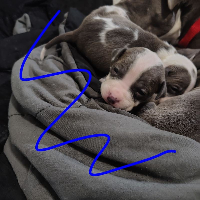 Pitbull XL puppy's image 1
