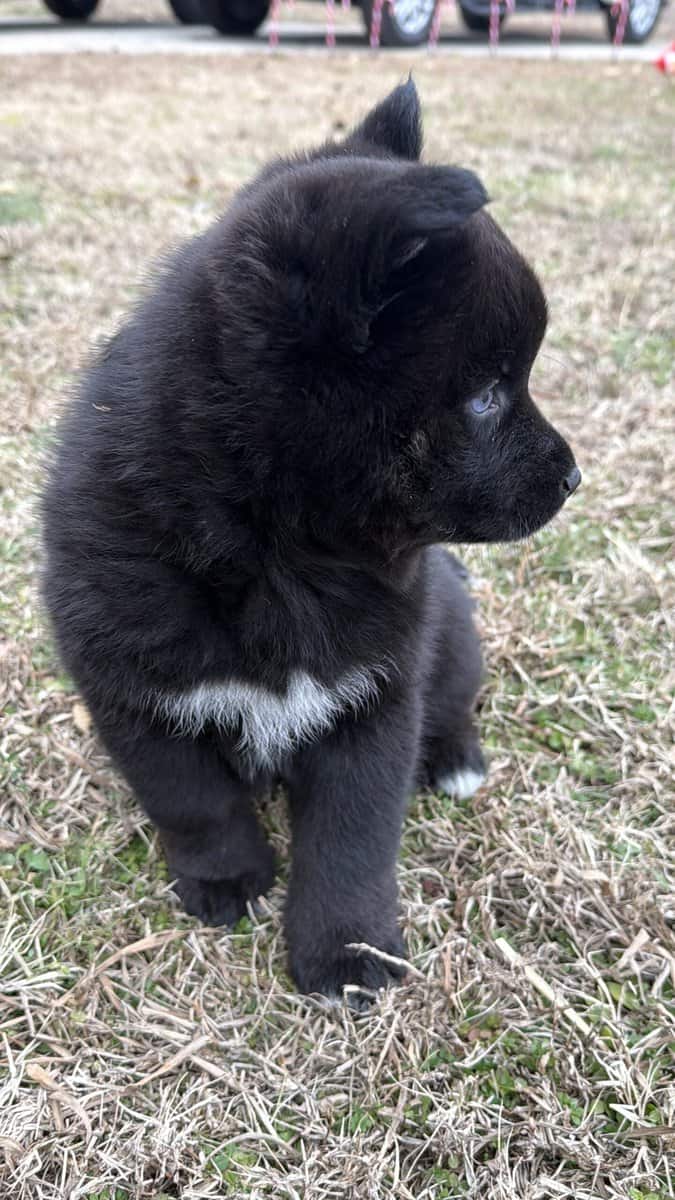 Artur the Pomsky image 1