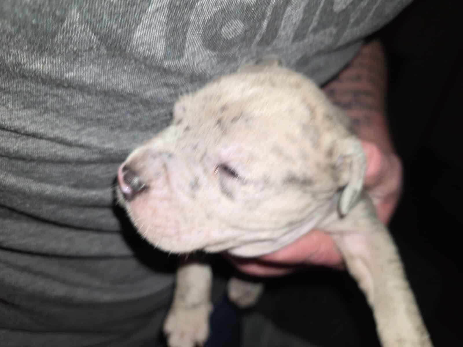 Pitbull puppies for sale image 2