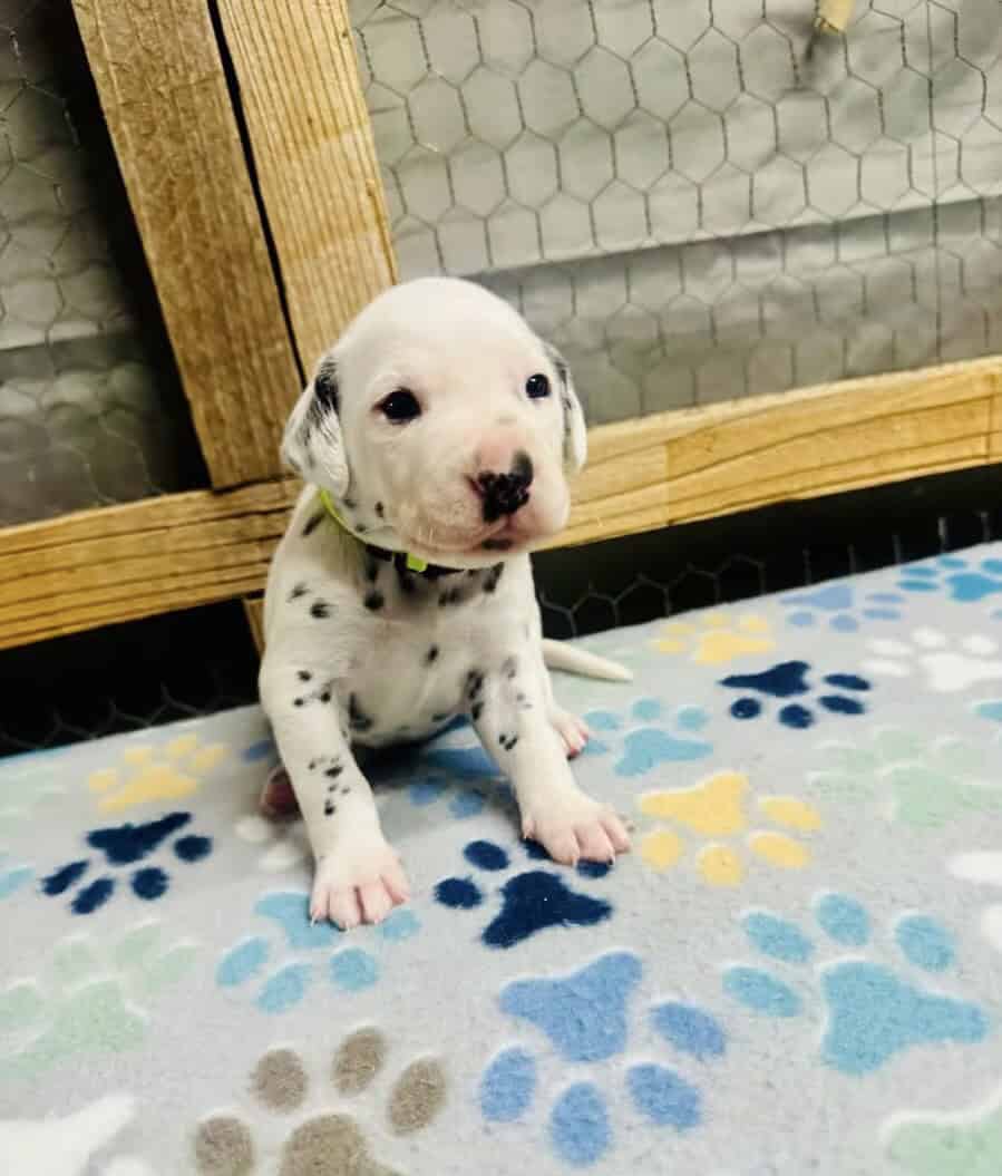 Breed Winner Dalmatian Puppies image 1