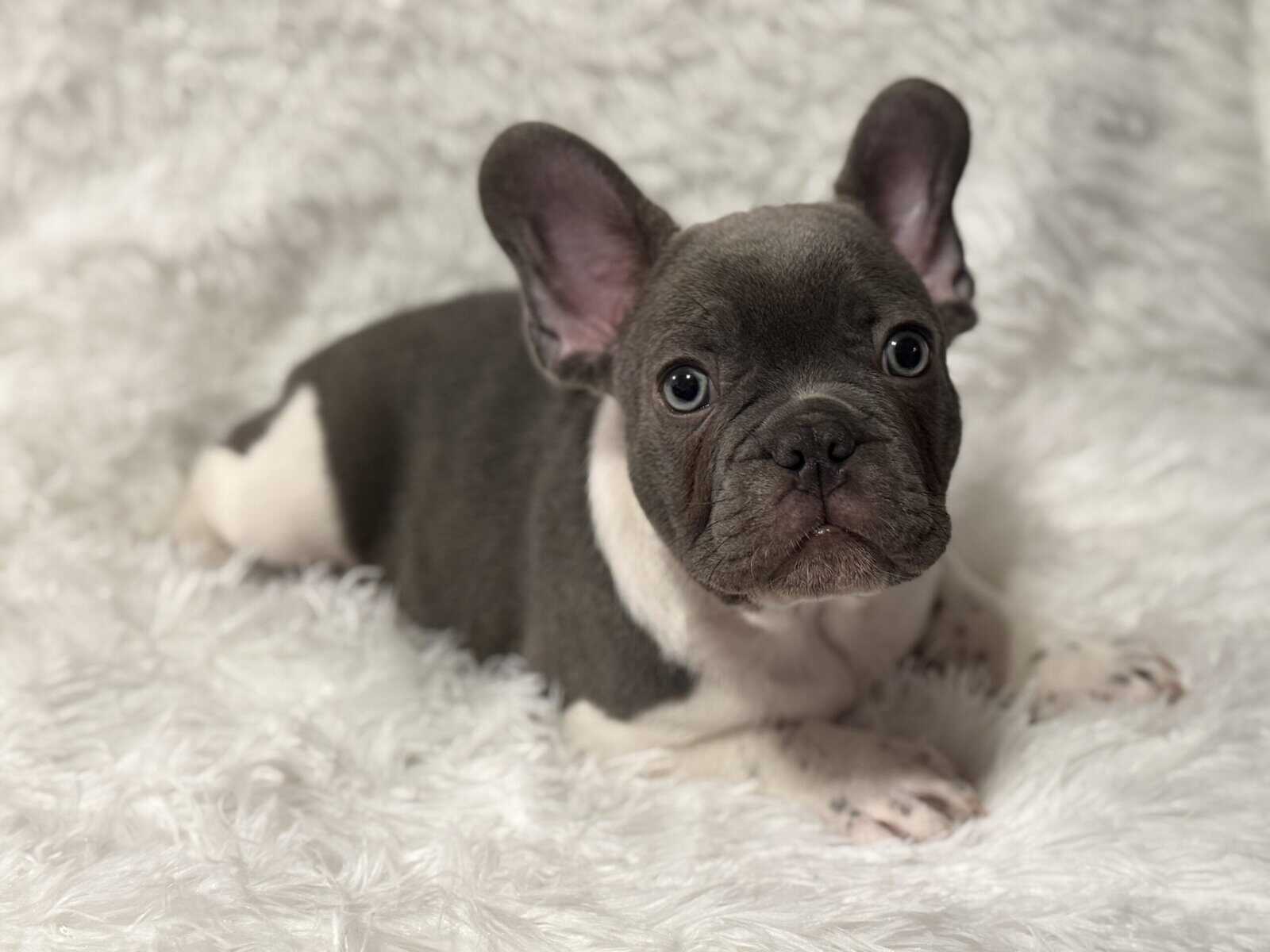 PRICE REDUCED - AKC French Bulldog Puppies image 5
