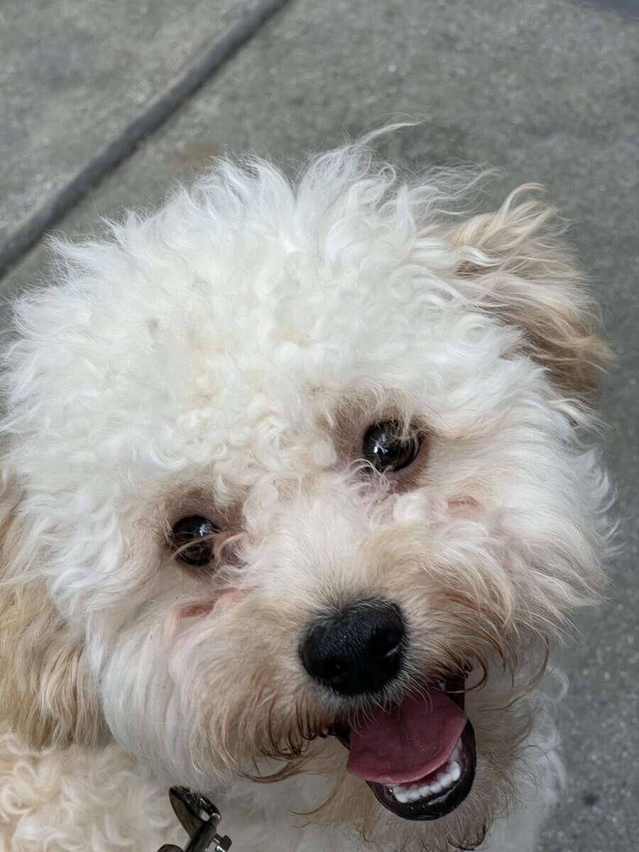 Adorable Maltipoo Ready For New Home image 2