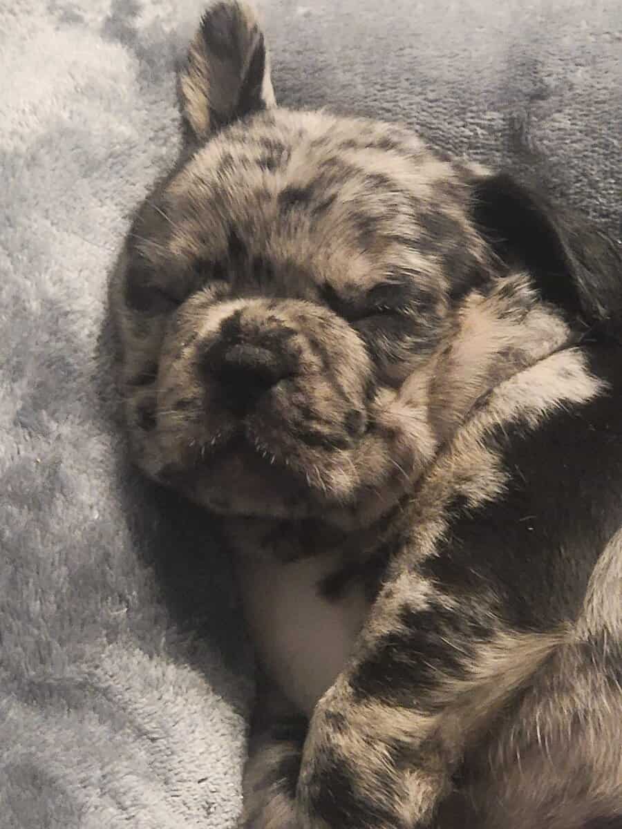 AKC French Bulldog Puppies - Ready NOW! image 2