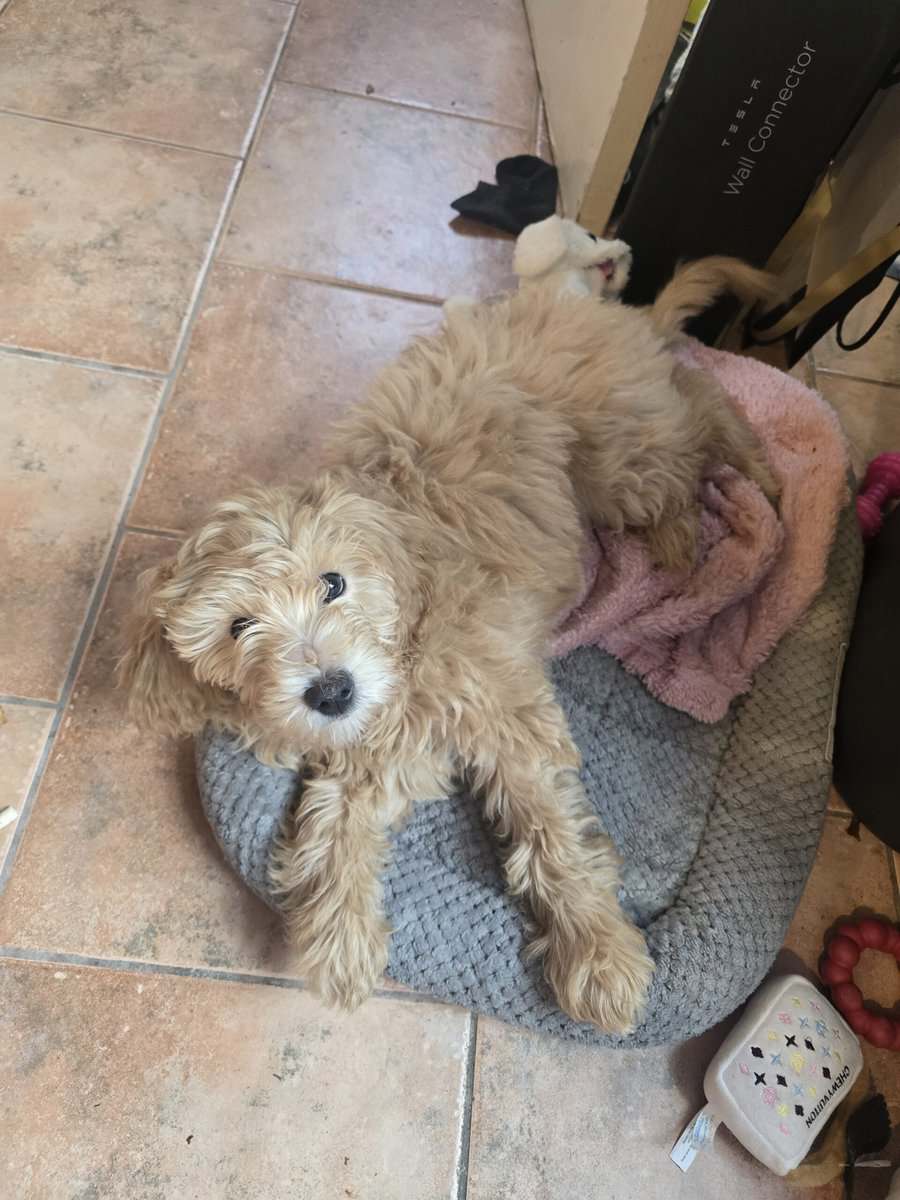 Mini golden doodle for sale image 3