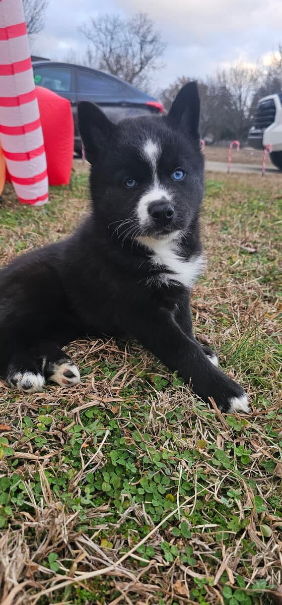 Aveline the Pomsky image 4