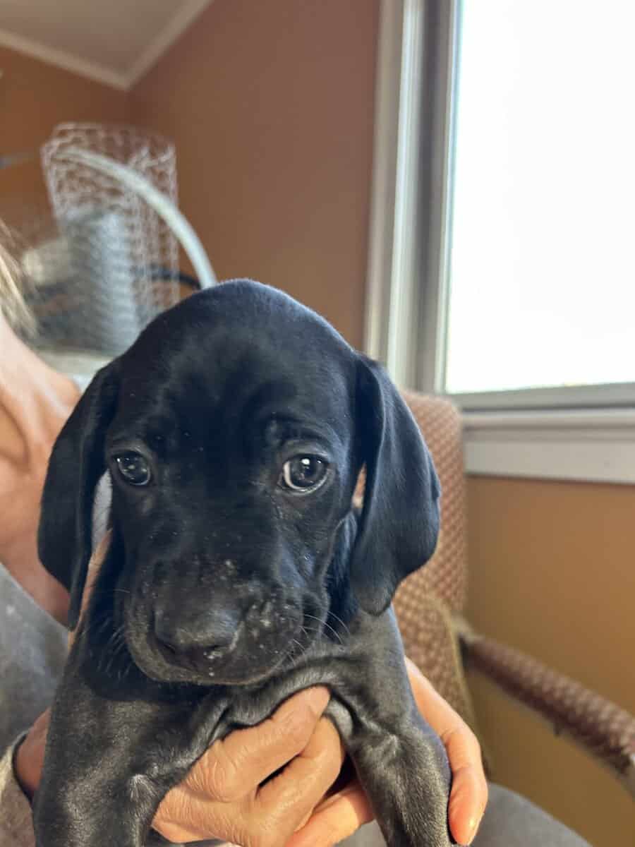 Boweimer pups image 6