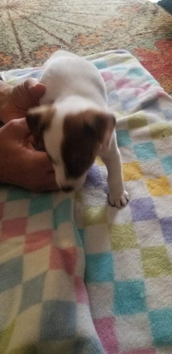 Jack Russell for sale image 3