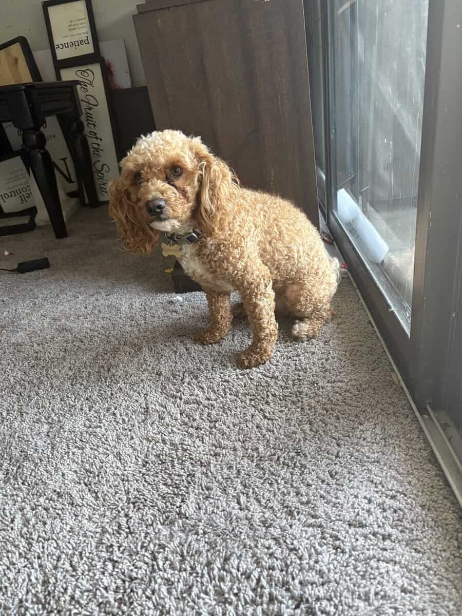 2 y/o Poodle. Bichon frise for rehoming image 4