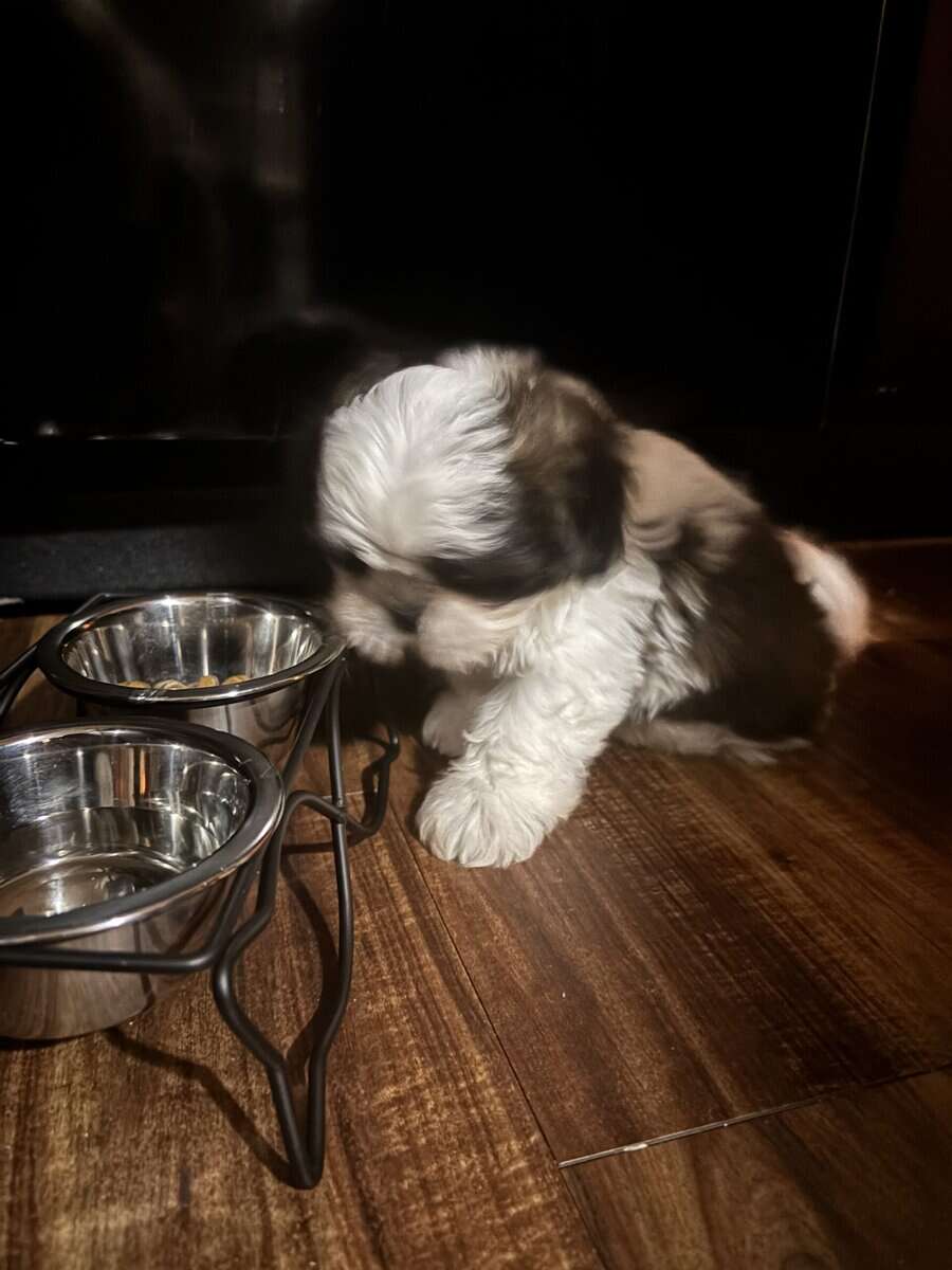 Shin Tzu puppy image 1