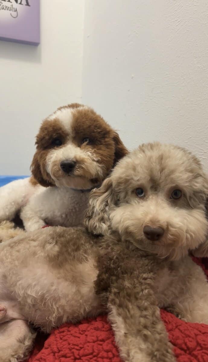 Red and White Miniature Poodle image 1