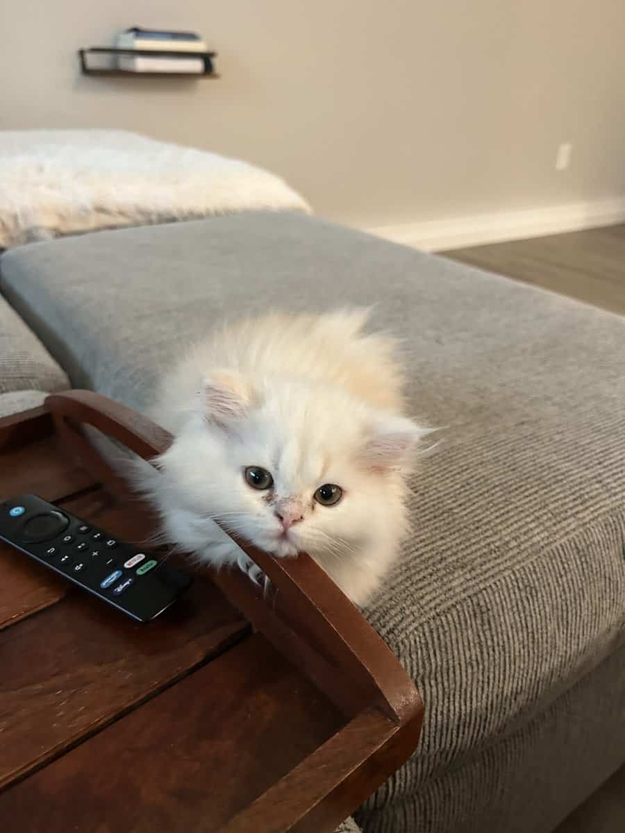 Two cats female and male 6 months old Persian image 12