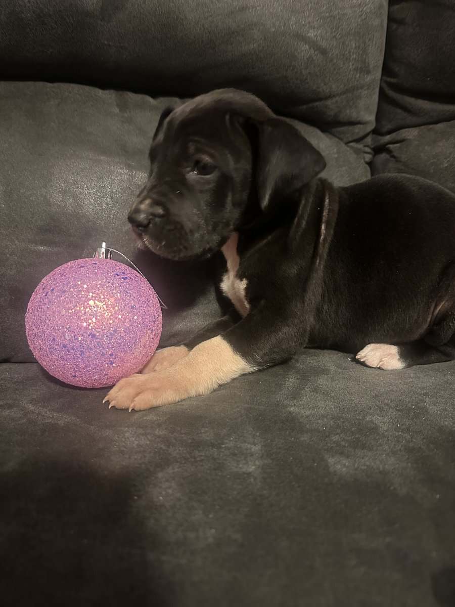 Great Dane Puppies image 1
