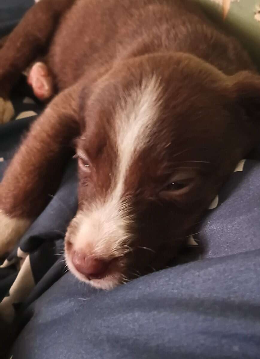 Christmas Puppies image 2