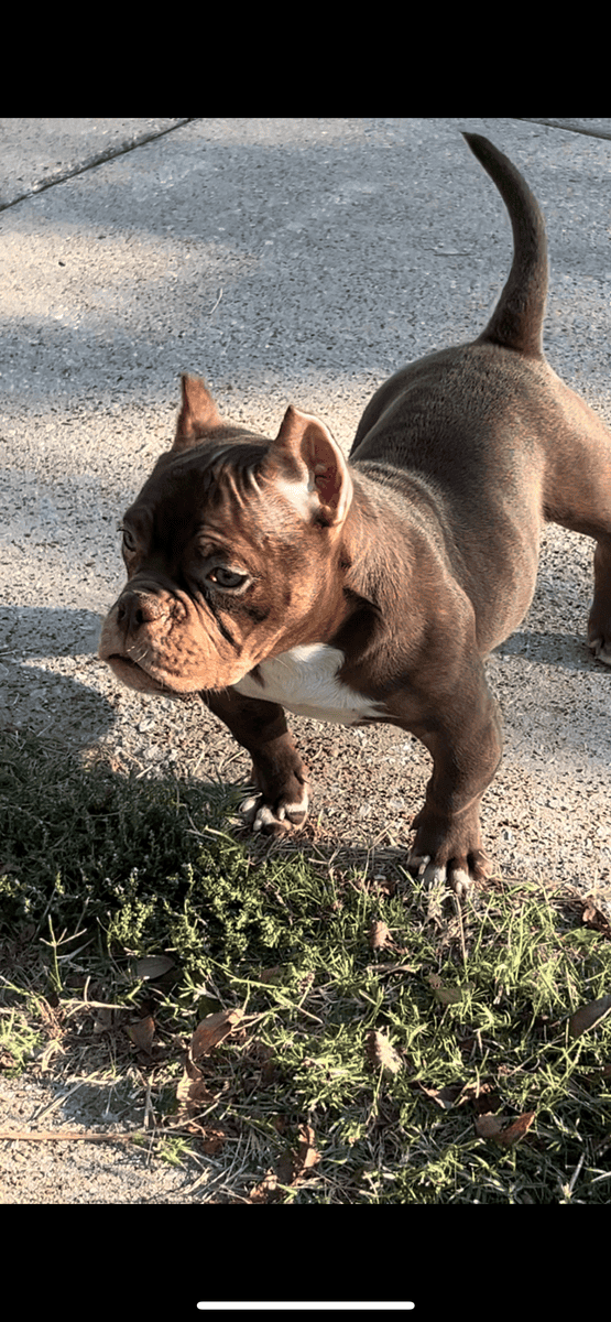 Abr registered micro bullies pups image 2